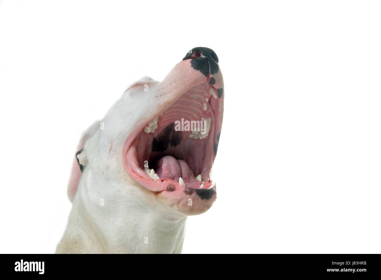 Haustier Tierzähnen Studio Welpen einer raving wütend wütend irately Dogge Hunde Stockfoto