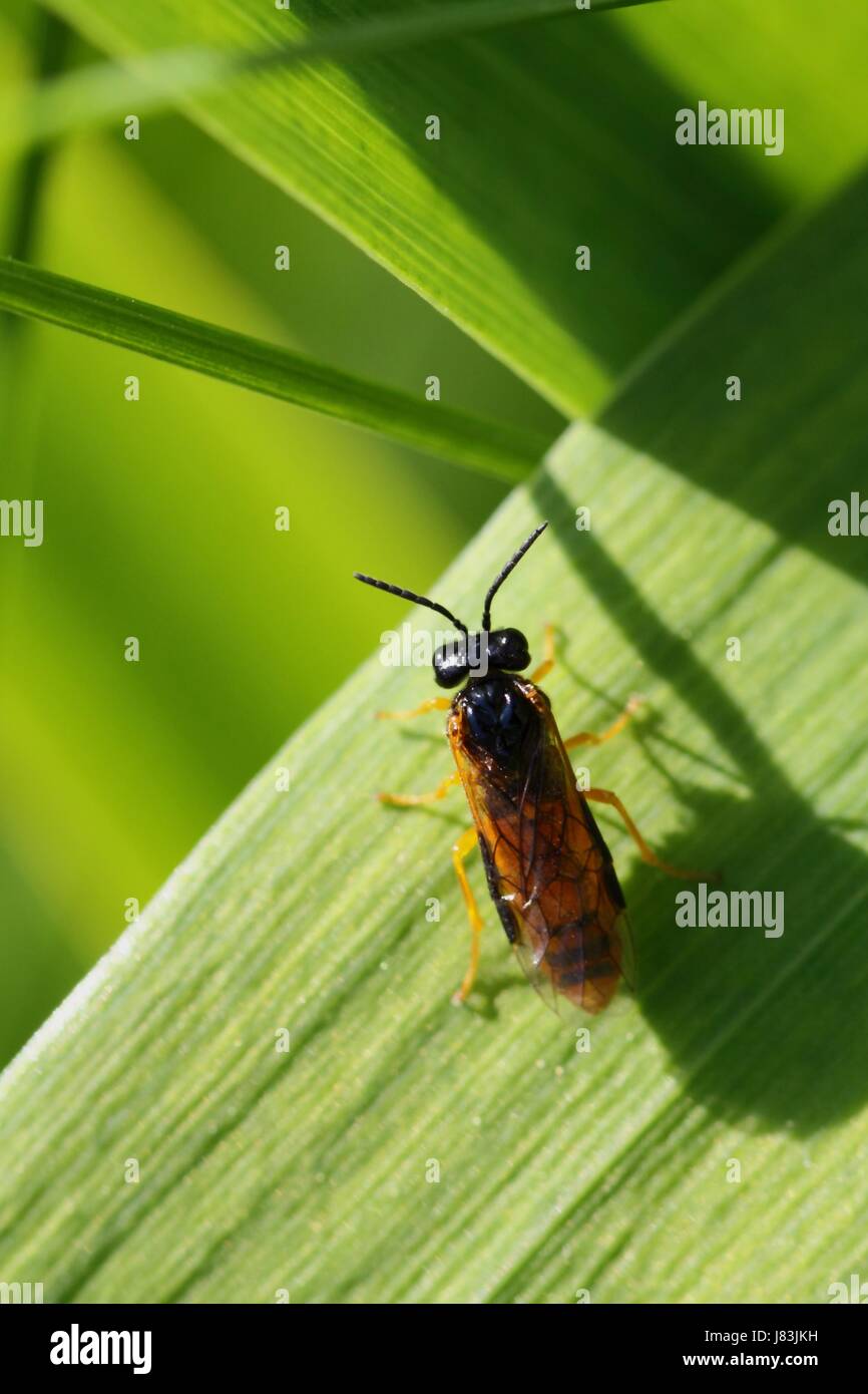 Tier Insekt Wespe Kreatur Tier Insekt Wespe Kreatur native rbsenblattwespe Stockfoto