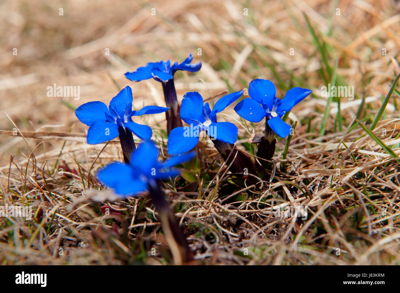 Blue Mountains Blume Pflanze, die Alpen Wandern Wandern Wanderung Süd Tirol Enzian Stockfoto