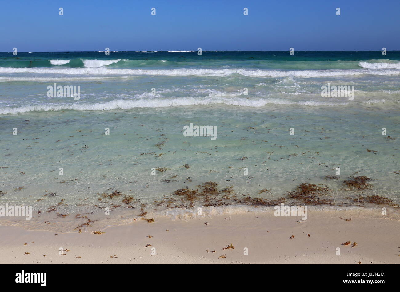 Blue Ocean White Sand und rote Algen Stockfoto