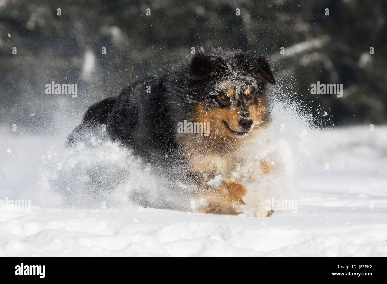 Australian Shepherd im Schnee Stockfoto