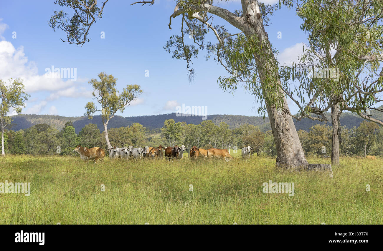 Australische Landschaft Panorama mit Eukalyptusbäumen und Kuhherde Brahman für Rinder Stockfoto