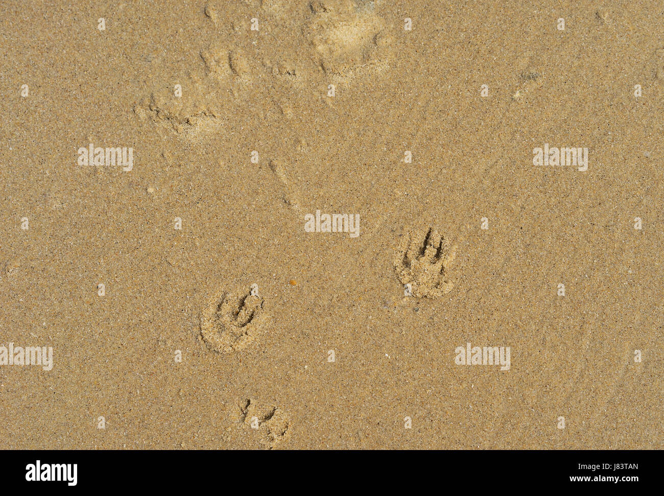 Sand Textur Hintergrund mit Pfotenabdrücken Welpen Hund Stockfoto