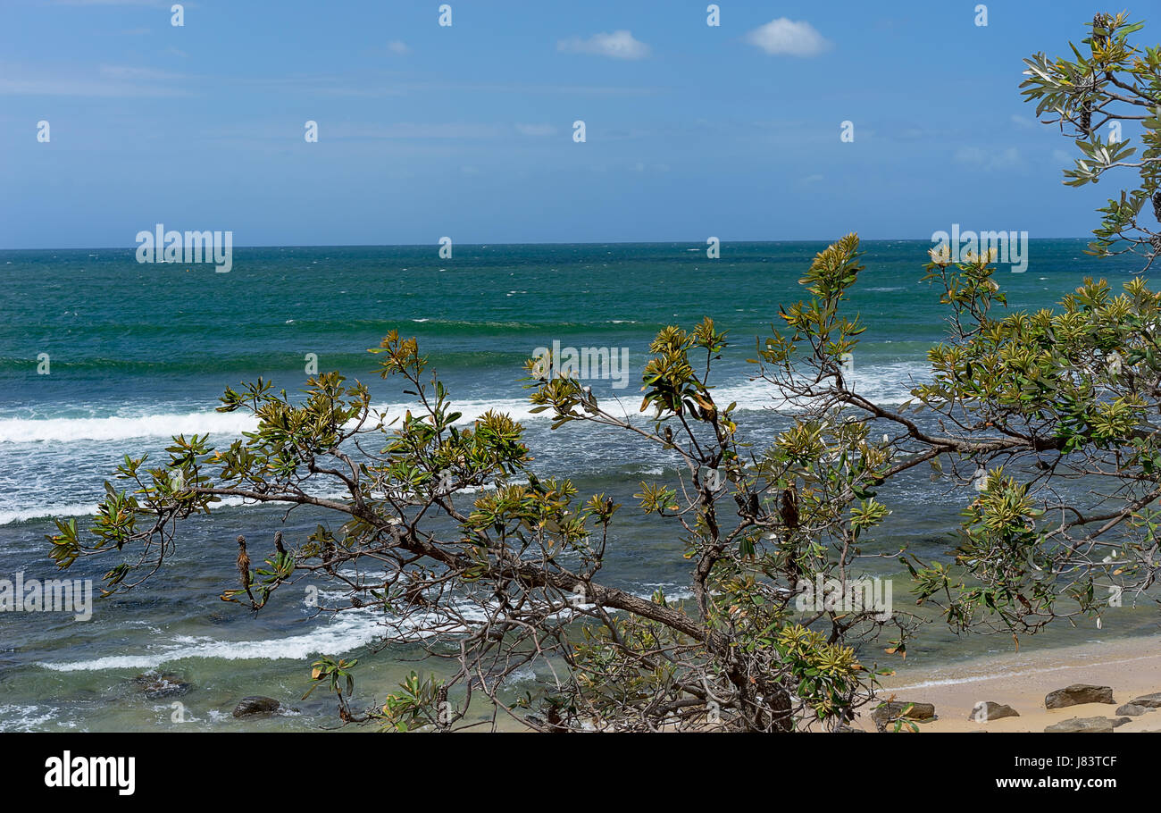 Australische Banksia Integrifolia oder Küste Banksia mit windigen Tag, raue Meer Hintergrund Stockfoto
