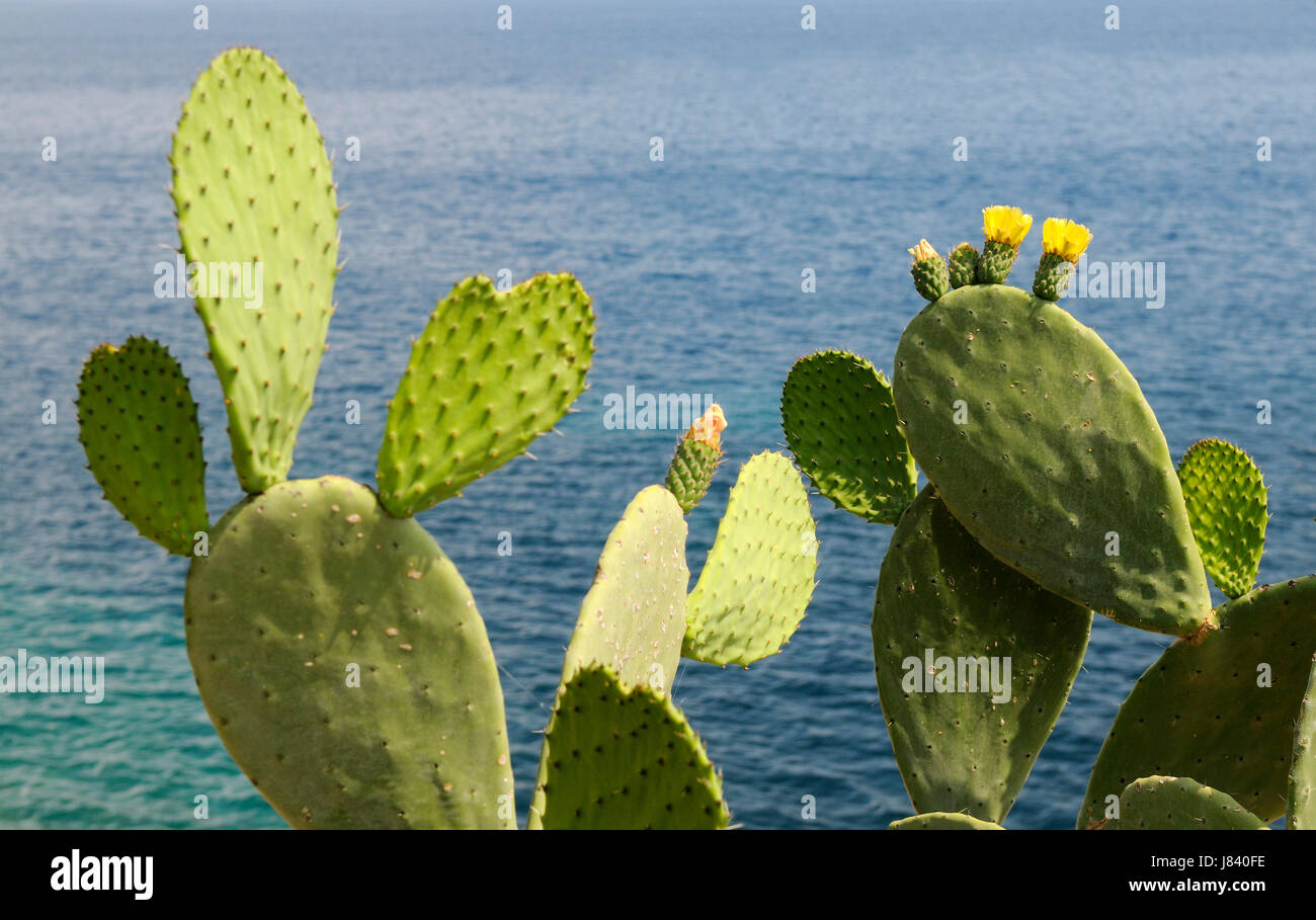 Blte Blten gedeihen blhender Kaktus Salzwasser Meer Ozean Wasser Korfu  Stockfotografie - Alamy
