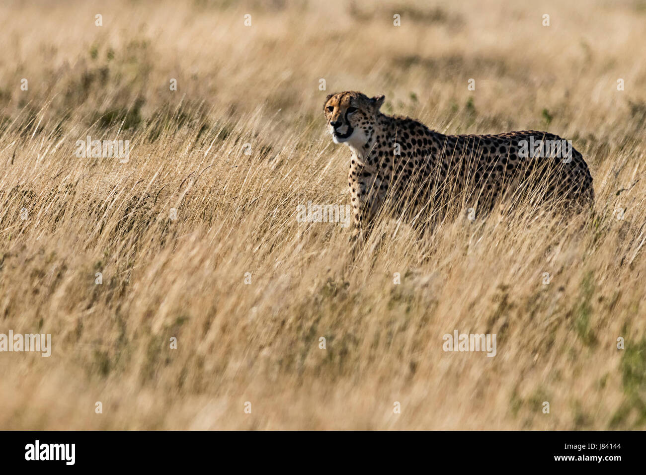 Weibliche Cheetah Stockfoto