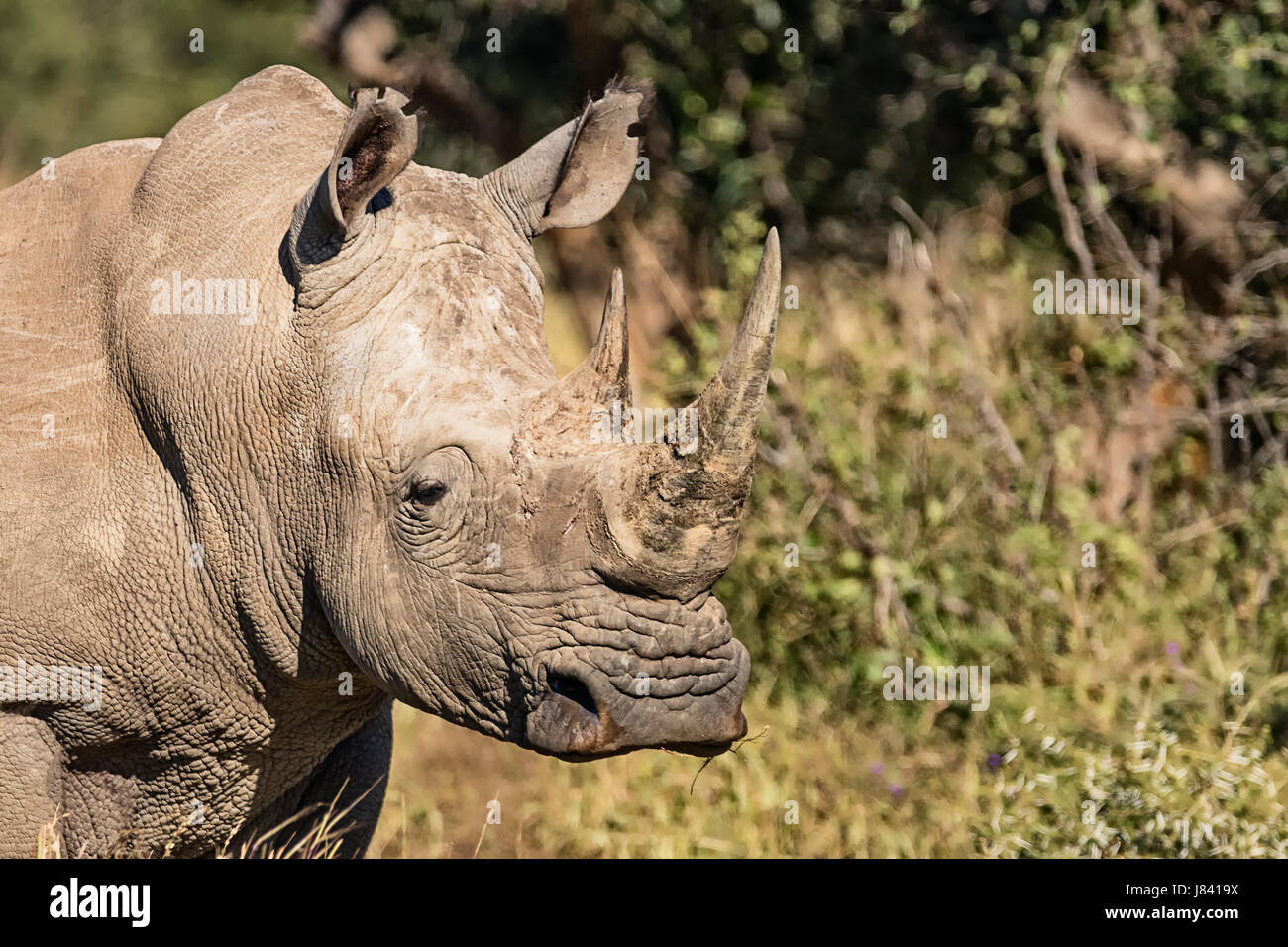 Weißes Nashorn-horn Stockfoto