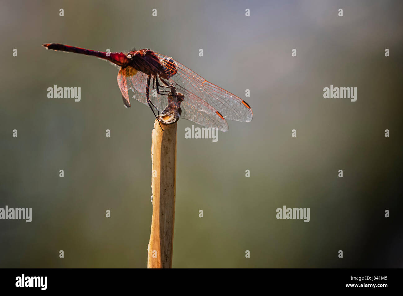 Libelle sitzt auf lesen Stockfoto