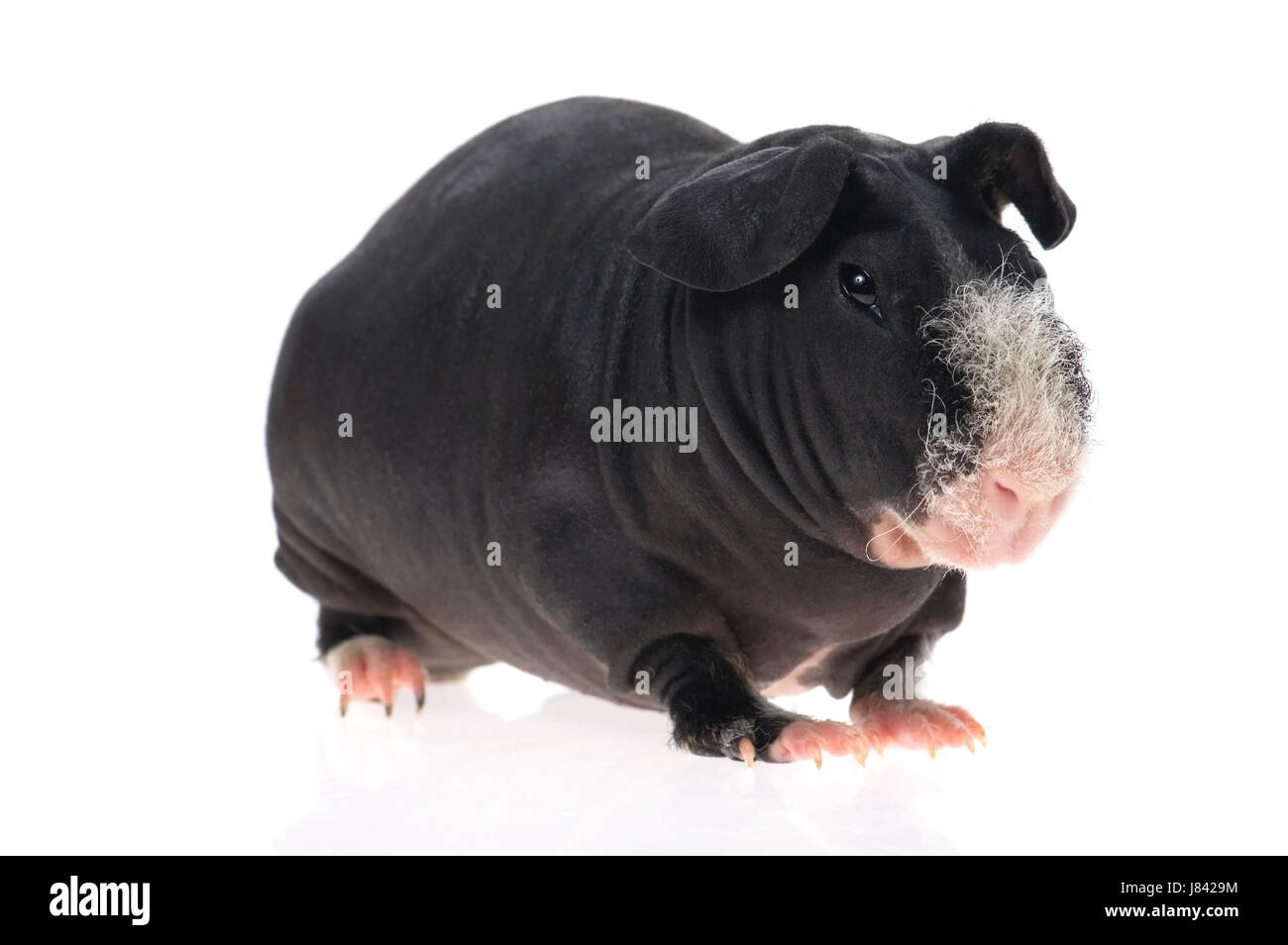 isolierte Tier Haustier Säugetier haarlose Schnurrhaare Meerschweinchen Objekt Leben existieren Stockfoto