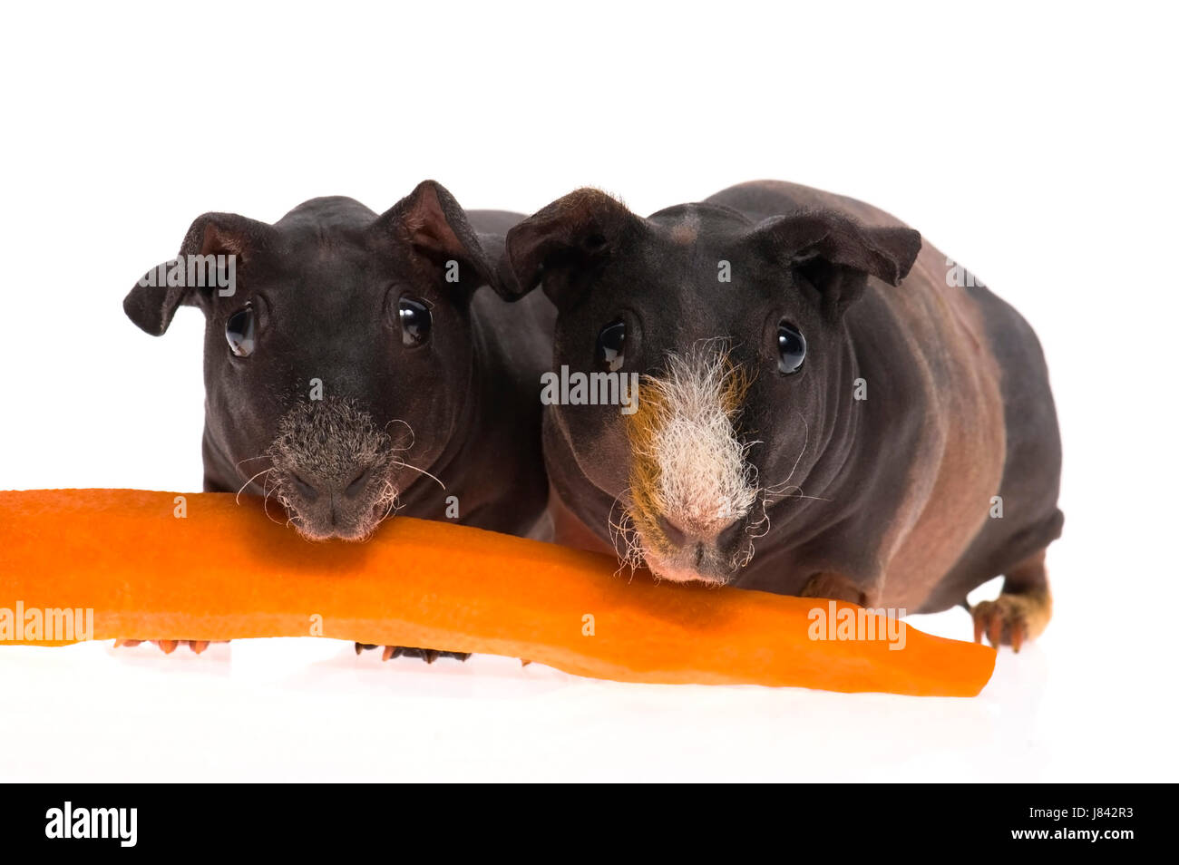 isolierte Tier Haustier Säugetier haarlose Schnurrhaare Meerschweinchen Objekt Leben existieren Stockfoto