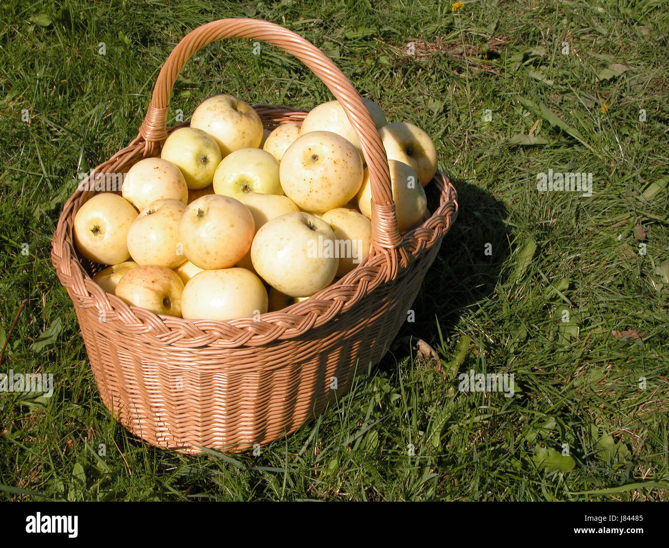 essen Nahrungsmittel Ernte Korb Obst Fahrradtasche Apfel fällt im Herbst holen essen Nahrungsmittel Stockfoto