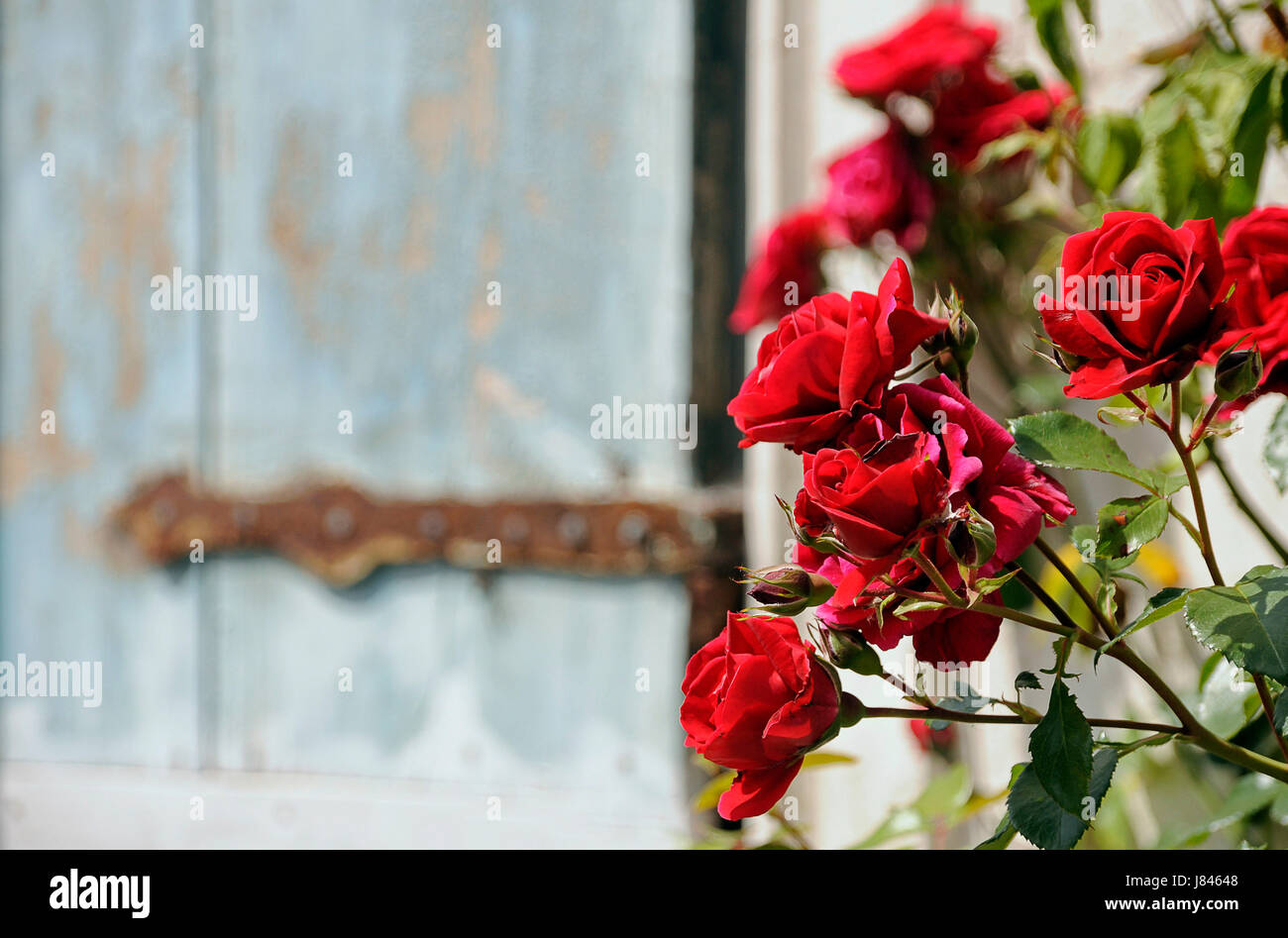 Tür Romantik leichten blauen abziehen der schlafenden Schönheit Dyer Staint pigment Stockfoto