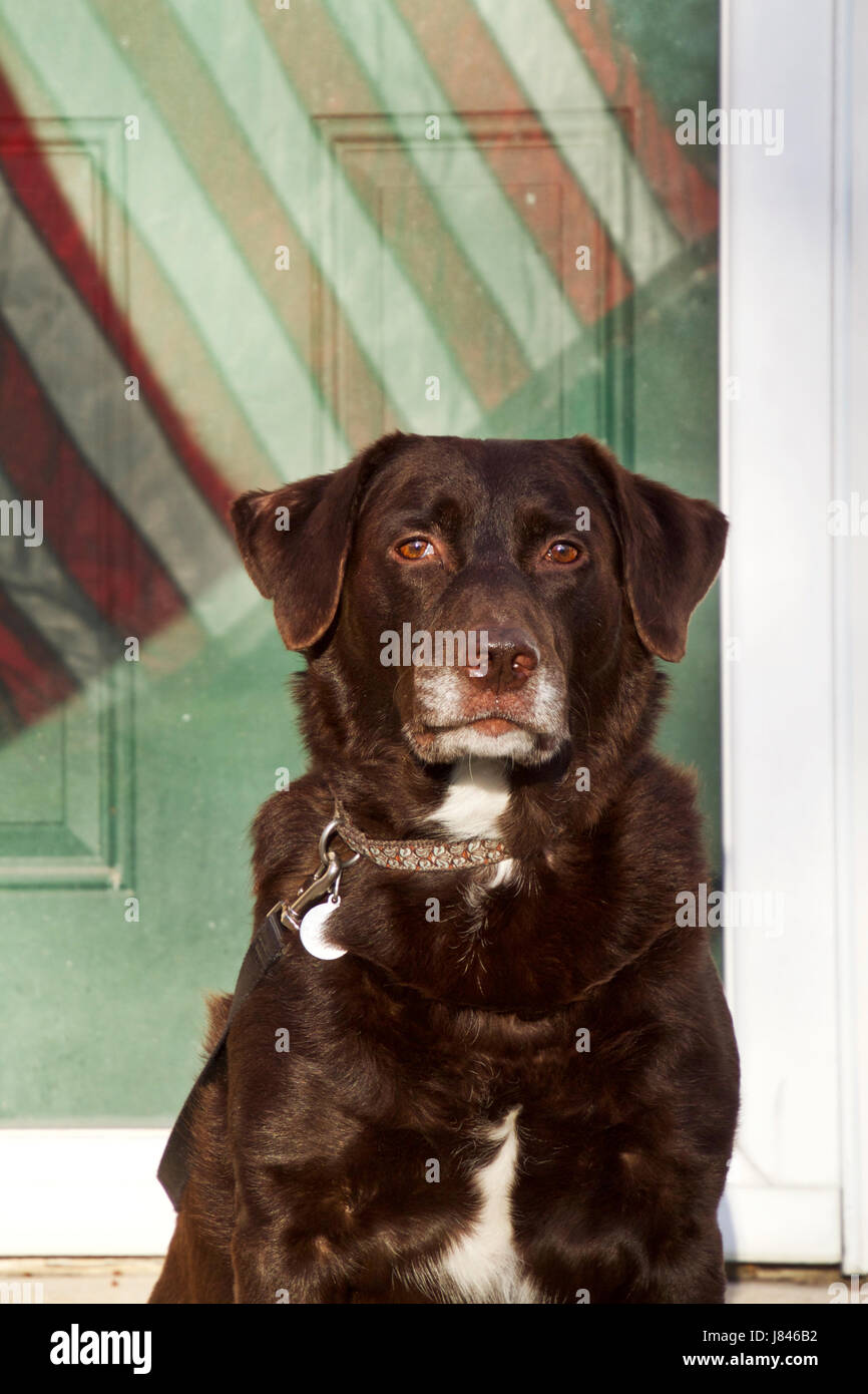 Chocolate Labrador Retriever posiert vor der Tür mit der amerikanischen Flagge Reflexion Stockfoto