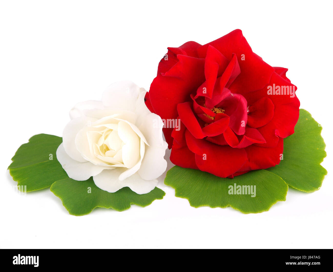 Rosen mit ginkgo Stockfoto