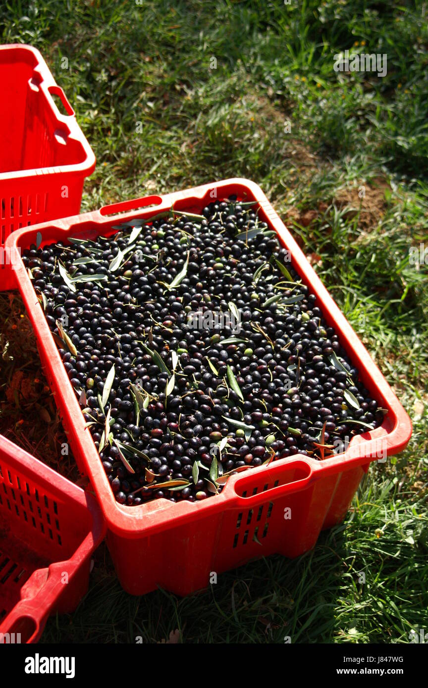 Ernte Oliven pflücken Öl essen Nahrungsmittel Landwirtschaft Landwirtschaft schwarz dunkelhäutigen Stockfoto