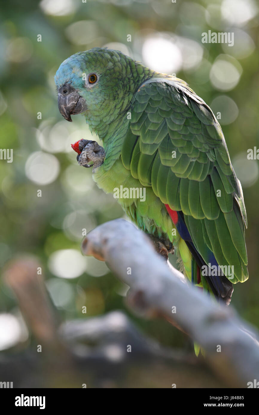 Vogel Vögel Sittich Amazon blau schöne beauteously schönen Tieren Vogel  Papagei Stockfotografie - Alamy