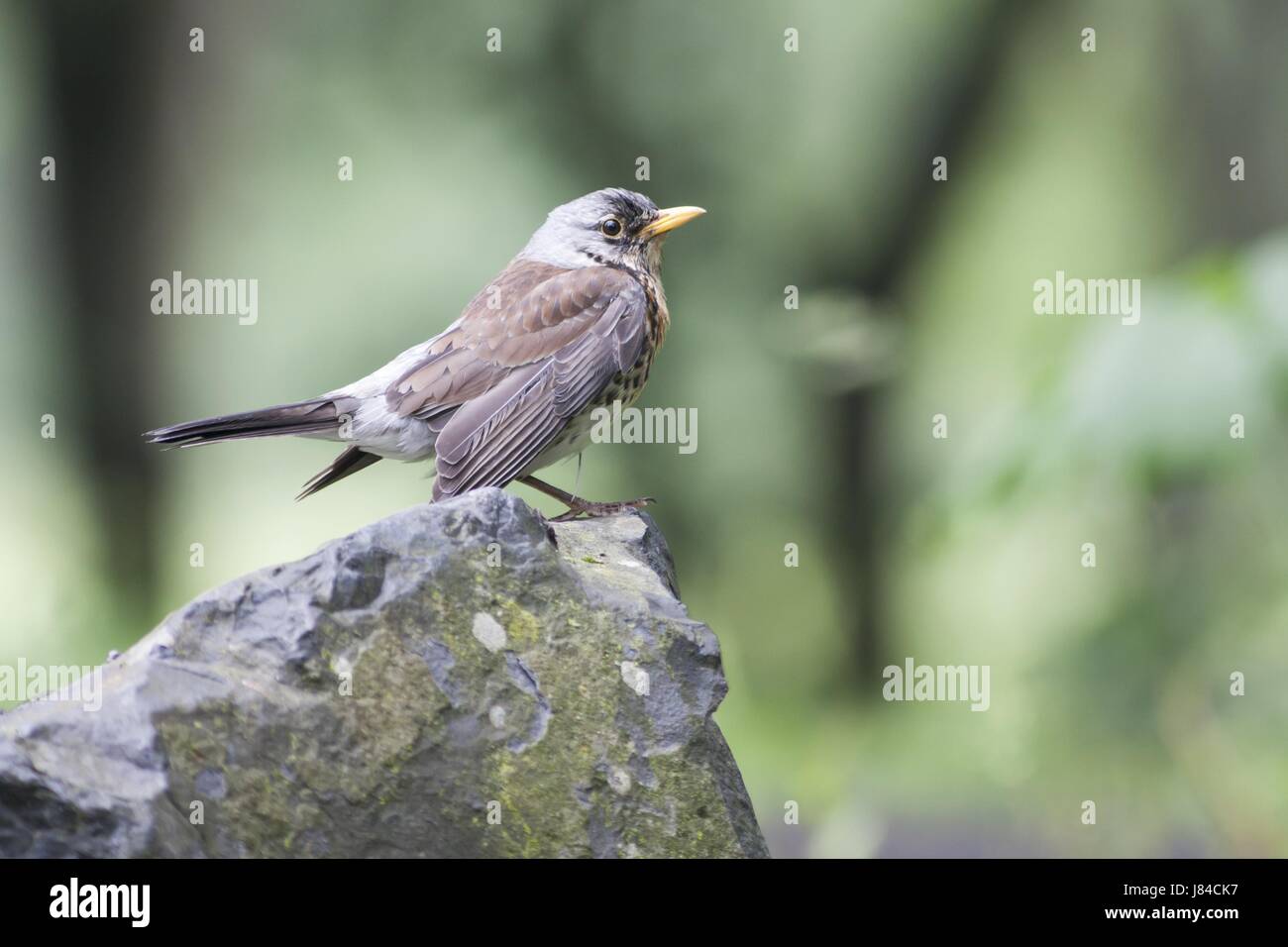 Vogel Vögel Soor Singvogel Bobolinks Stein Vogel Vögel Rock Randschärfe Stockfoto