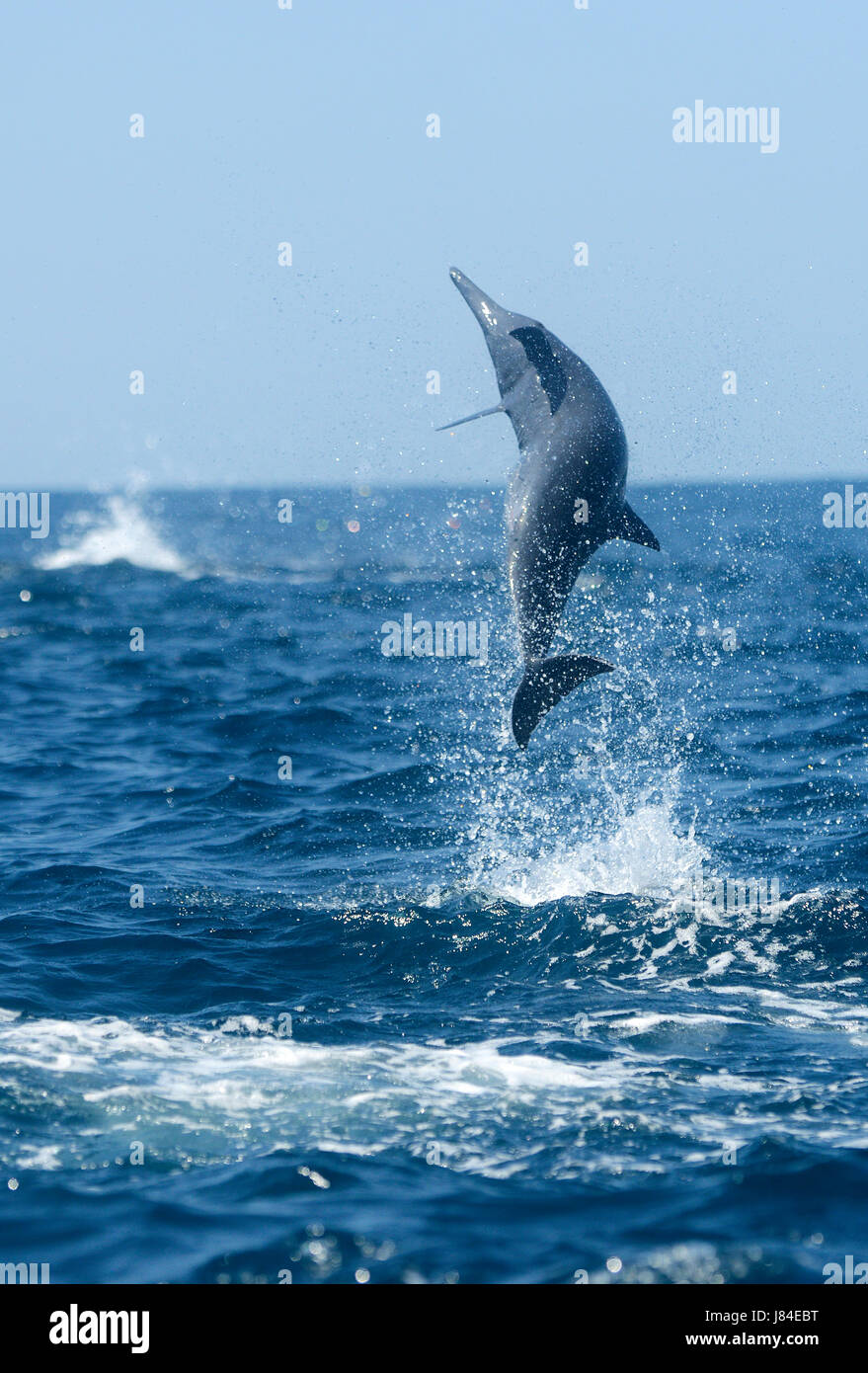 Ein Spinner-Delfin (Stenella Longirostris) springt aus dem Ozean aus Costa Rica Osa Halbinsel. Stockfoto