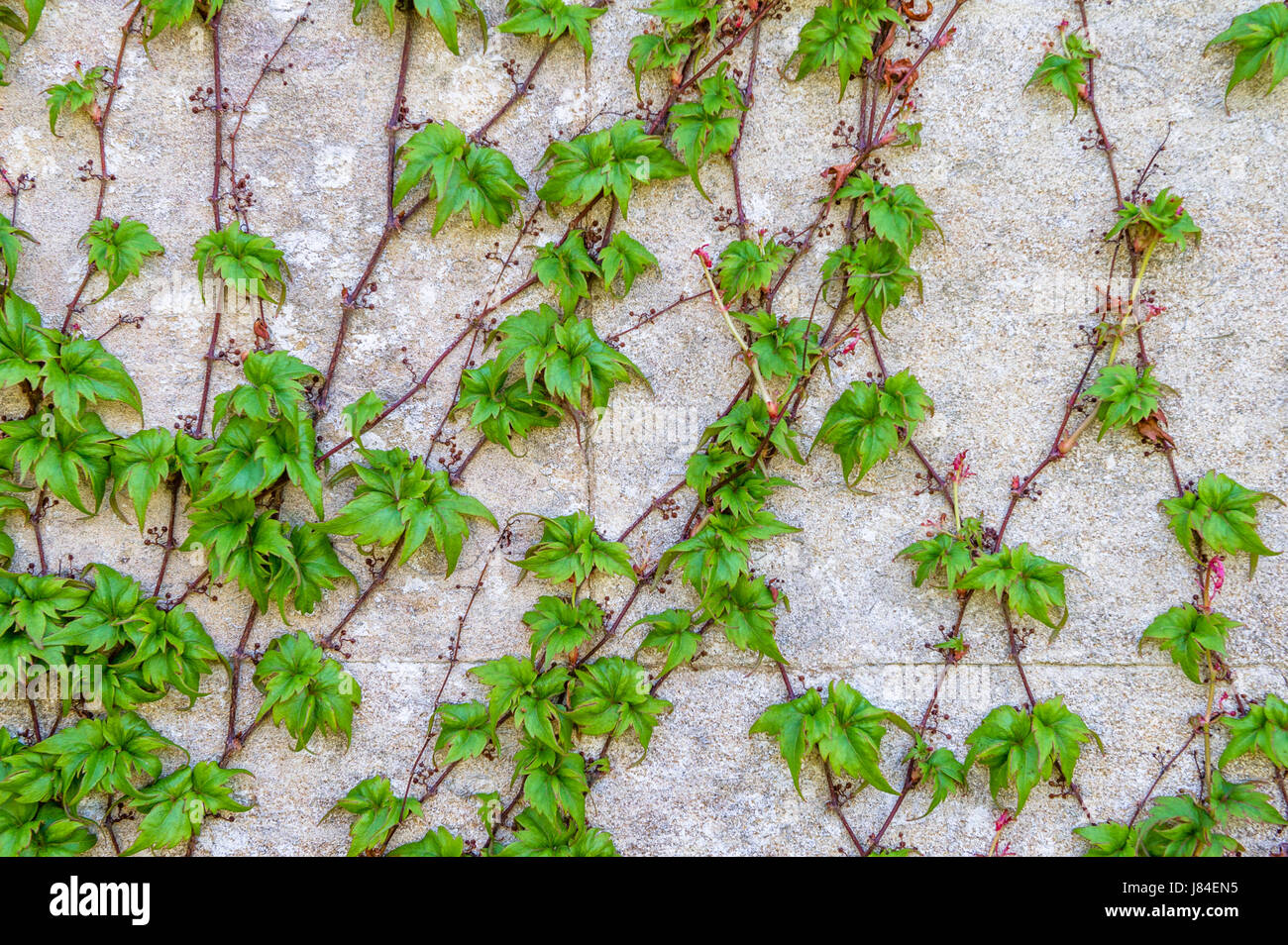 Efeu wächst eine Staone Wand. Stockfoto