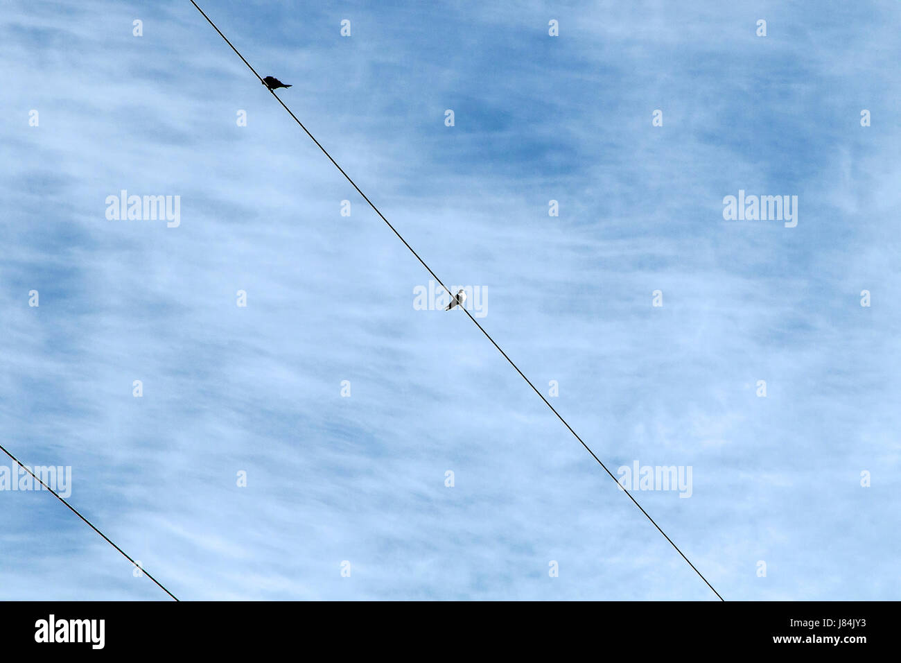 Zwei Schwalben thront auf einem Draht gegen bewölktem Himmel. Stockfoto