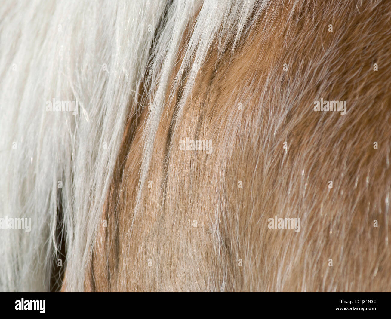 Closeup Pferd Tierhaare abstrakte Mähne Makro Nahaufnahme Makro Aufnahme schließen Stockfoto
