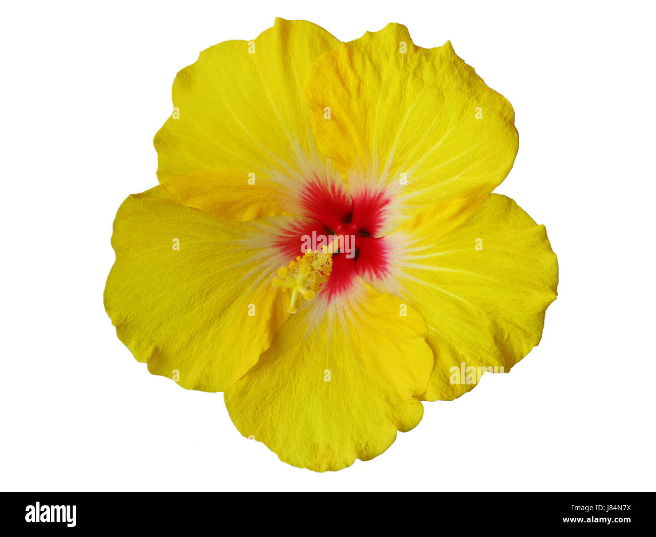 Blüte Blüten blühen blühende Blume Blumen Pflanze exotische Hibiskus Stockfoto