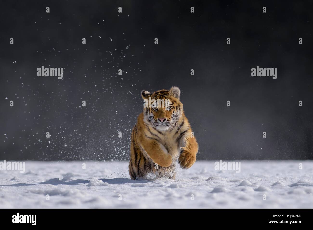 Sibirischer Tiger (Panthera Tigris Altaica), Gefangenschaft, laufen im Schnee, springen, Mähren, Tschechien Stockfoto