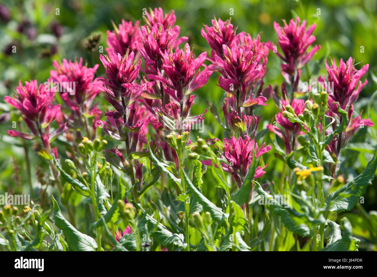 Rosa blühende Wildblumen, Glacier Nationalpark, Rocky Mountains, Montana, USA Stockfoto