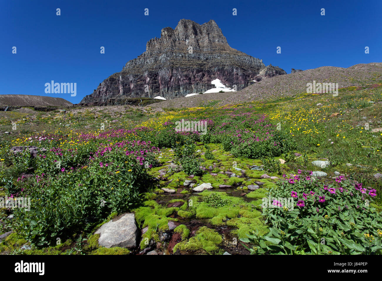 Blühende Wildblumen in Hidden Lake Trail hinten Clements Berg, Glacier Nationalpark, Rocky Mountains, Montana, USA Stockfoto