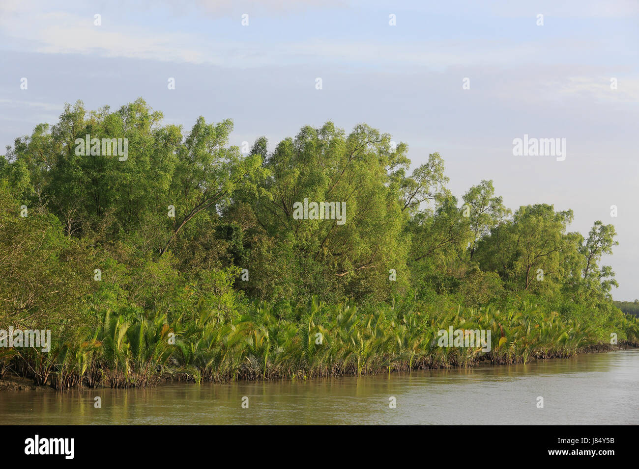 Welt größte Mangrovenwald Sundarbans, berühmt für die Royal Bengal Tiger und UNESCO World Heritage Site in Bangladesch. Stockfoto