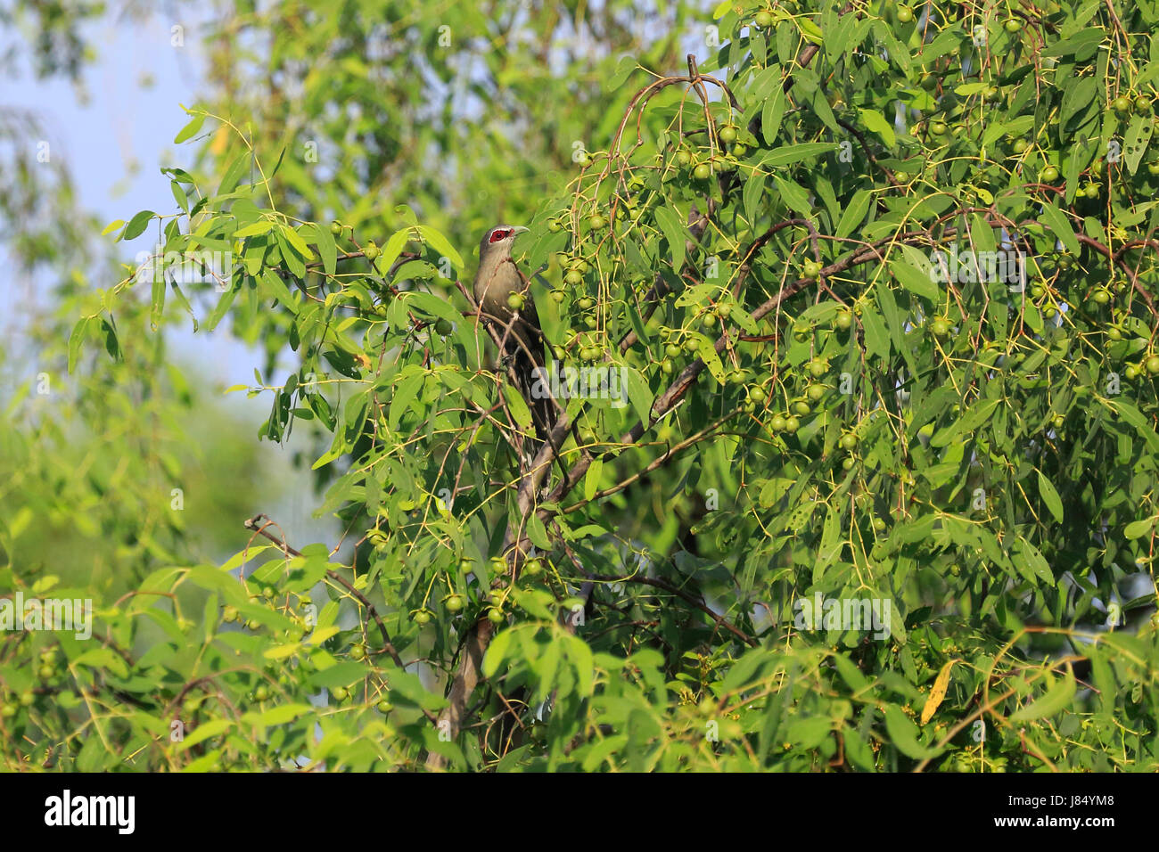 Grün-billed Malkoha (Phaenicophaeus Tristis) in der Welt größte Mangrovenwald Sundarbans, berühmt für die Royal Bengal Tiger und UNESCO Welt Heri Stockfoto