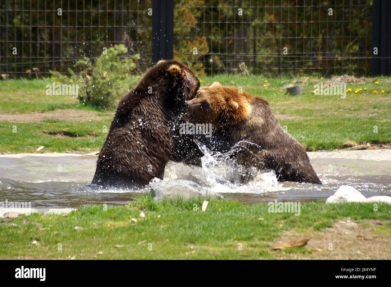 Kanada Wildlife grizzly game-Turnier spielen Stücke gespielt Closeup zu tragen Stockfoto