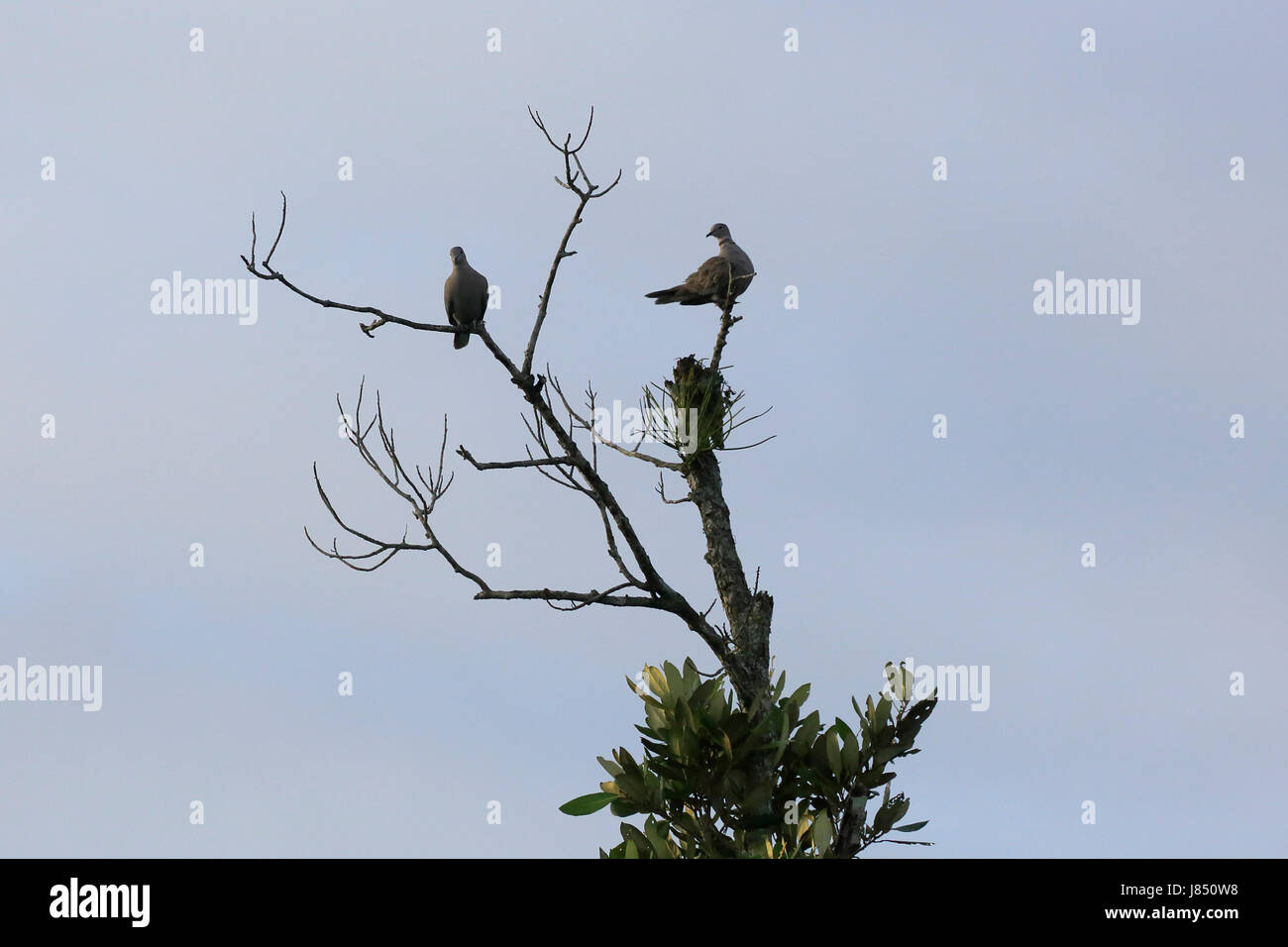 Eurasian collared dove (Streptopelia Decaocto) in der Welt größte Mangrovenwald Sundarbans, berühmt für die Royal Bengal Tiger und UNESCO Welt Her Stockfoto