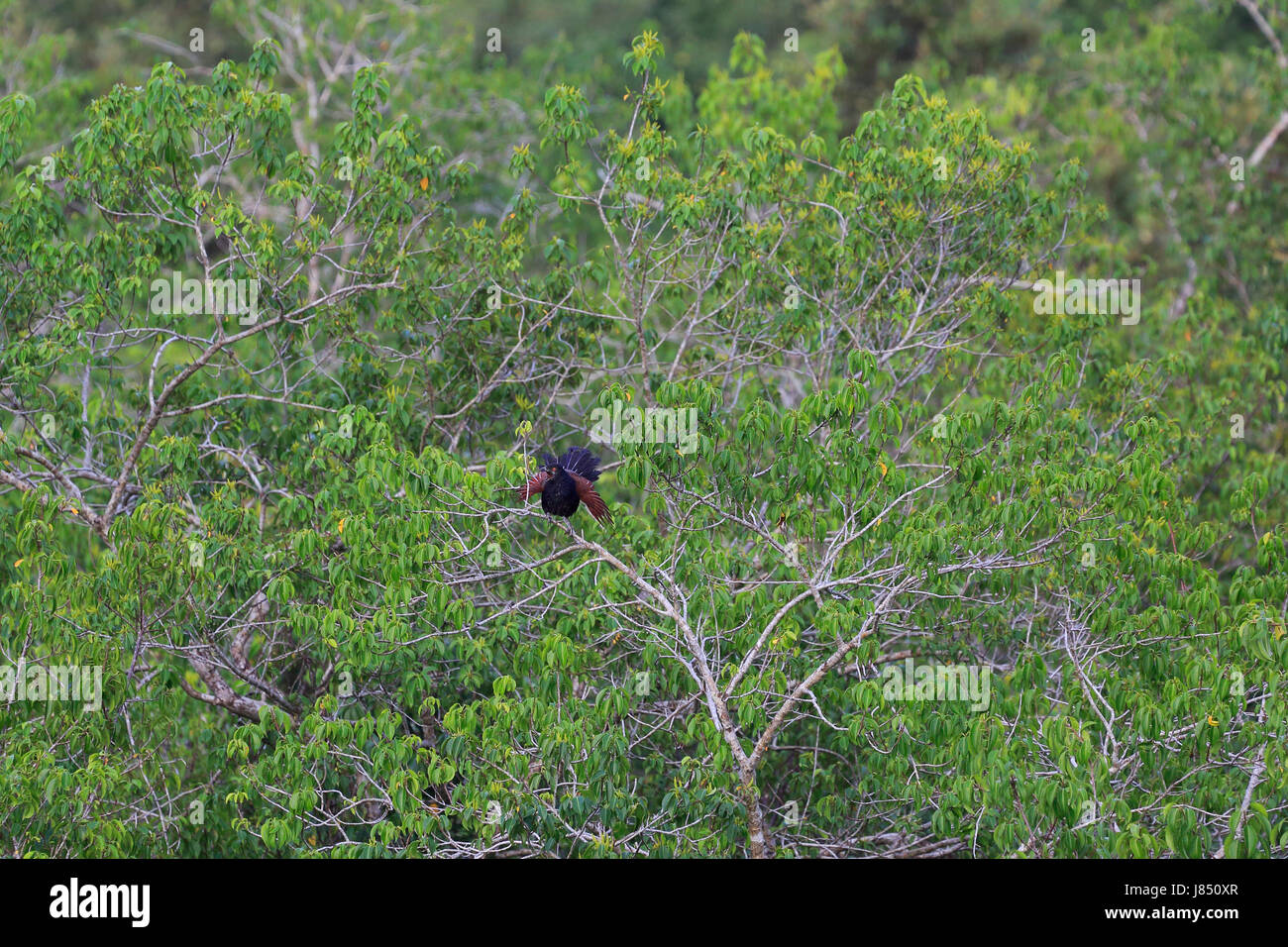 Mehr erholsam (Centropus Sinensis) in der Welt größte Mangrovenwald Sundarbans, berühmt für die Royal Bengal Tiger und UNESCO World Heritage site Stockfoto