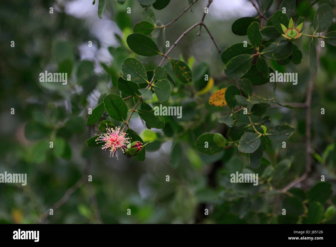 Ora-Blumen (Sonneratia Caseolaris), auch bekannt als Mangrove Apfel oder Zierapfel Mangrove im Sundarbans, ein UNESCO-Welterbe und weltweit größte mangr Stockfoto