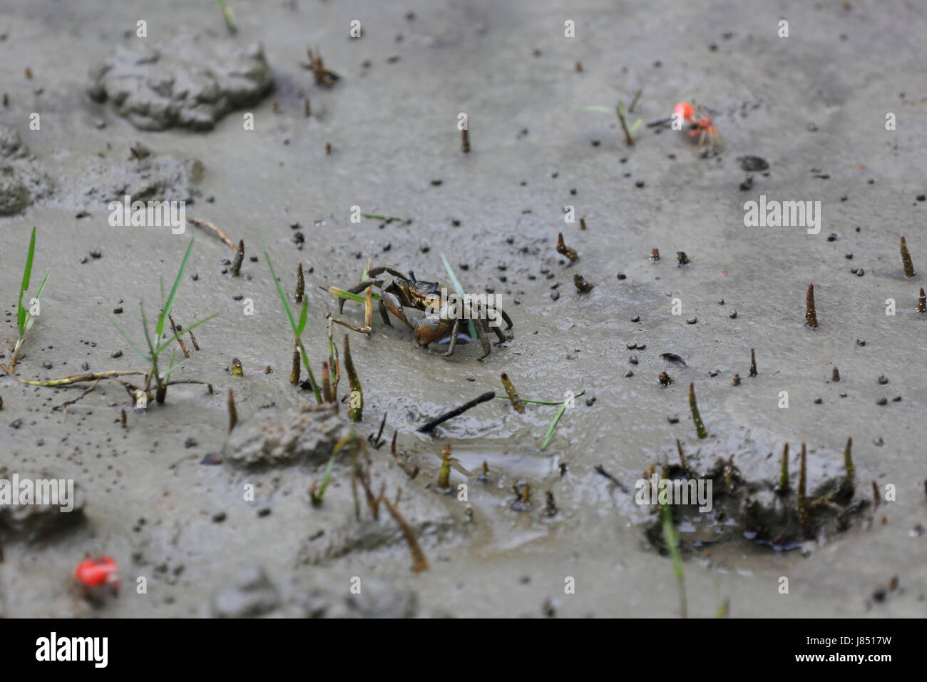 Rote Krabbe in Sundarbans, ein UNESCO-Weltkulturerbe und ein Naturschutzgebiet in Bangladesch Stockfoto