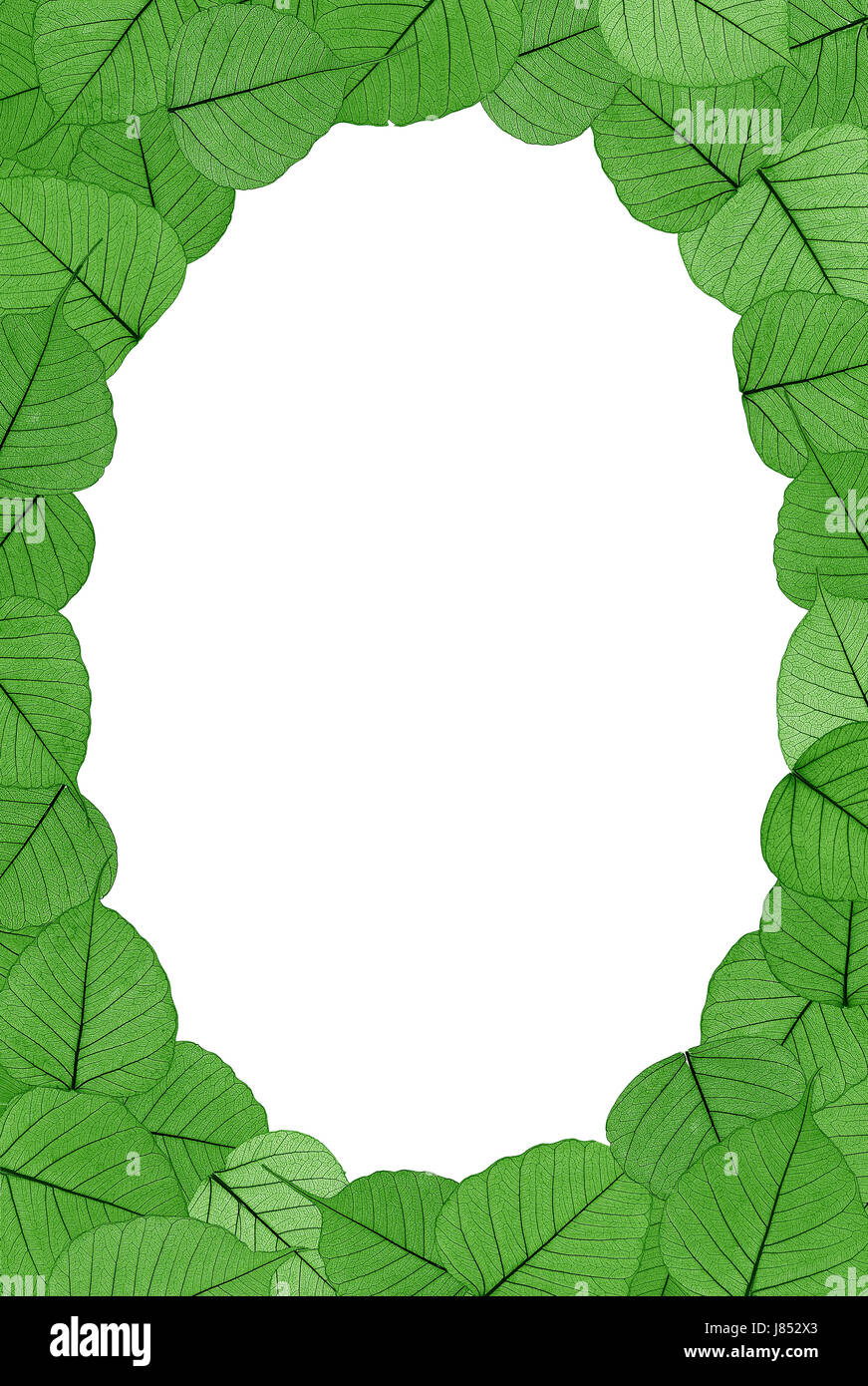 Blatt Blätter ovalen Rahmen Rasen grüner Hintergrund Laub Rahmen Hintergrundtextur Stockfoto