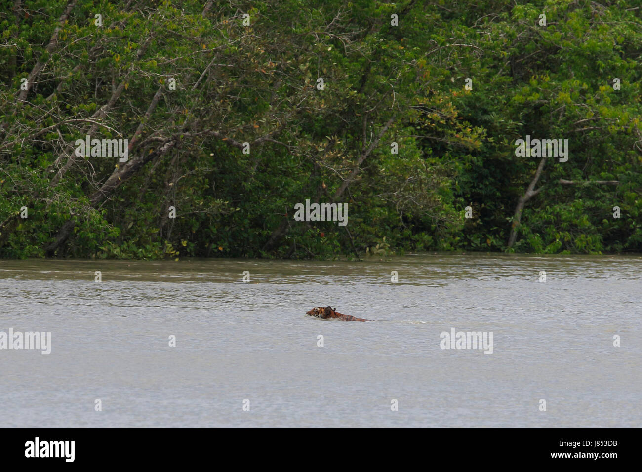Ein Bengal Tiger schwimmt in einem Bach in der Nähe der Wallfahrtskirche Katka in den Sundarbans, ein UNESCO-Weltkulturerbe in Bangladesch. Stockfoto