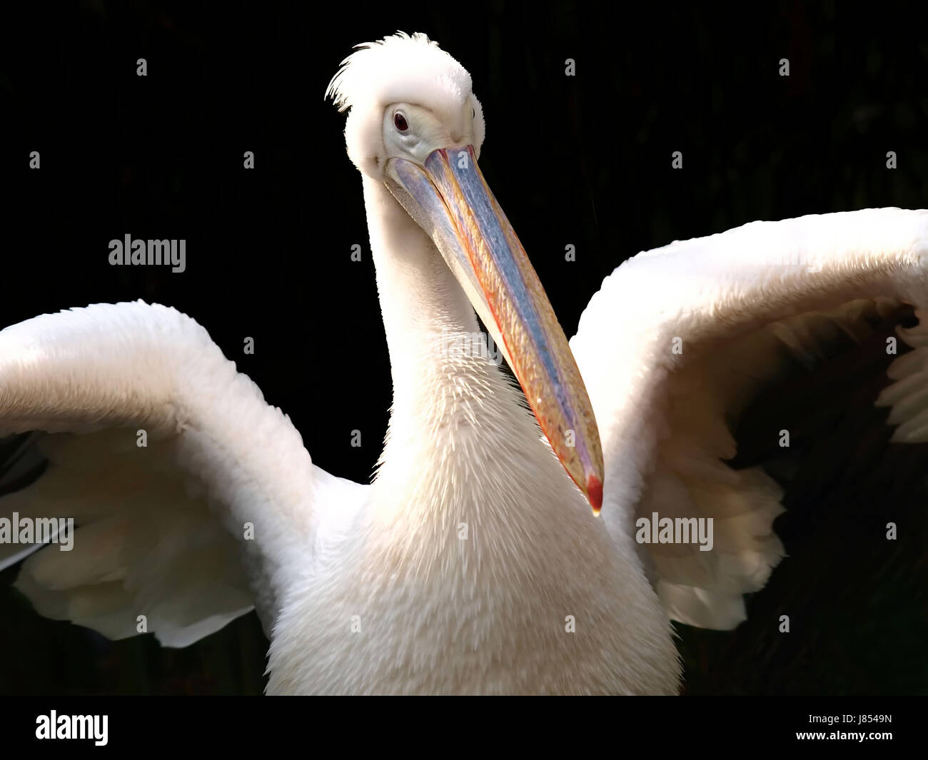 Tiere Vogel Flügel Kreatur Tierwelt Pelikan Wildwasser isoliert Tiere Vogel Stockfoto