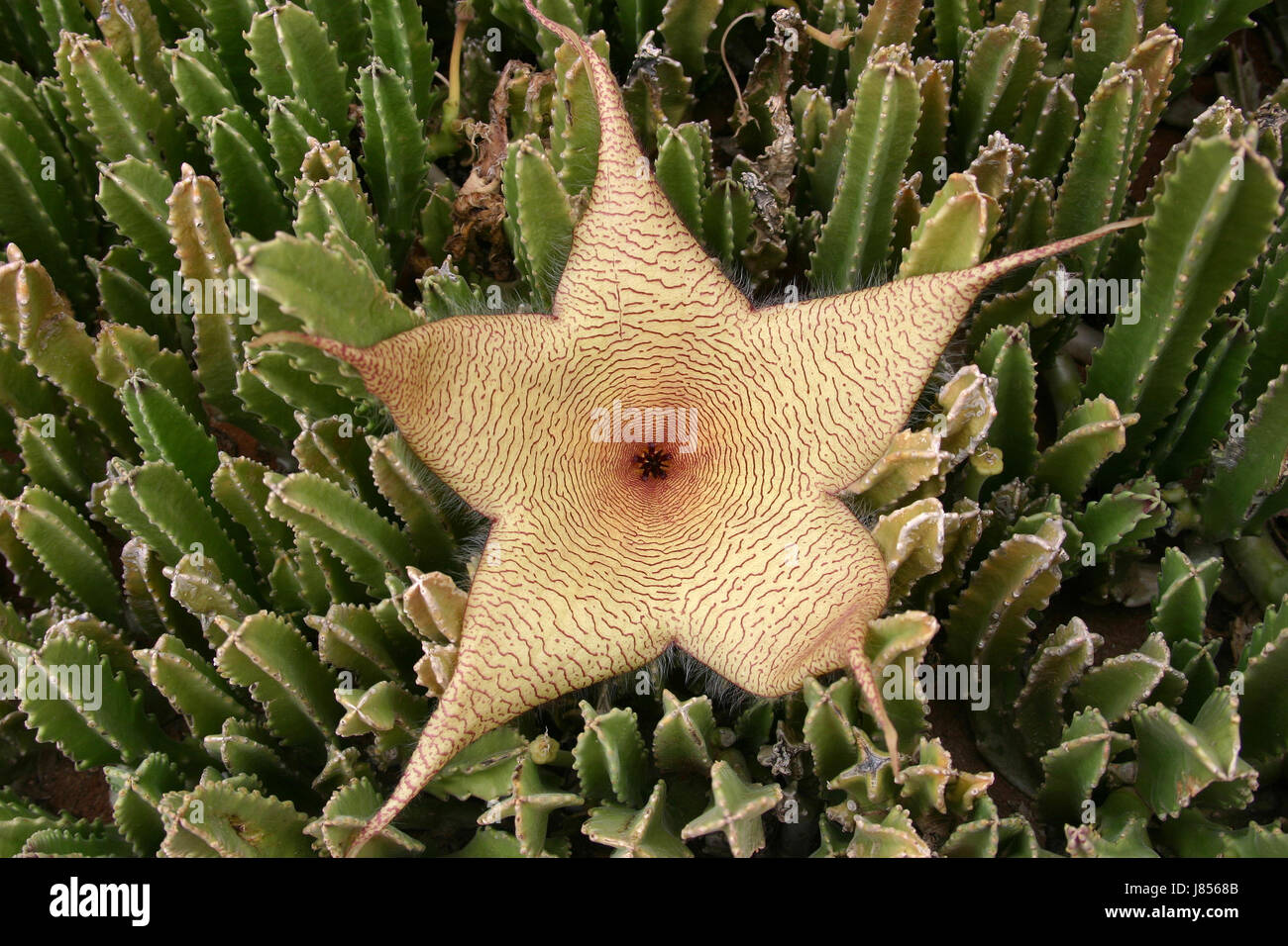 Blte Blten blhen blhende Kakteen Kaktus Blume Venezuela Blte Blte  Stockfotografie - Alamy