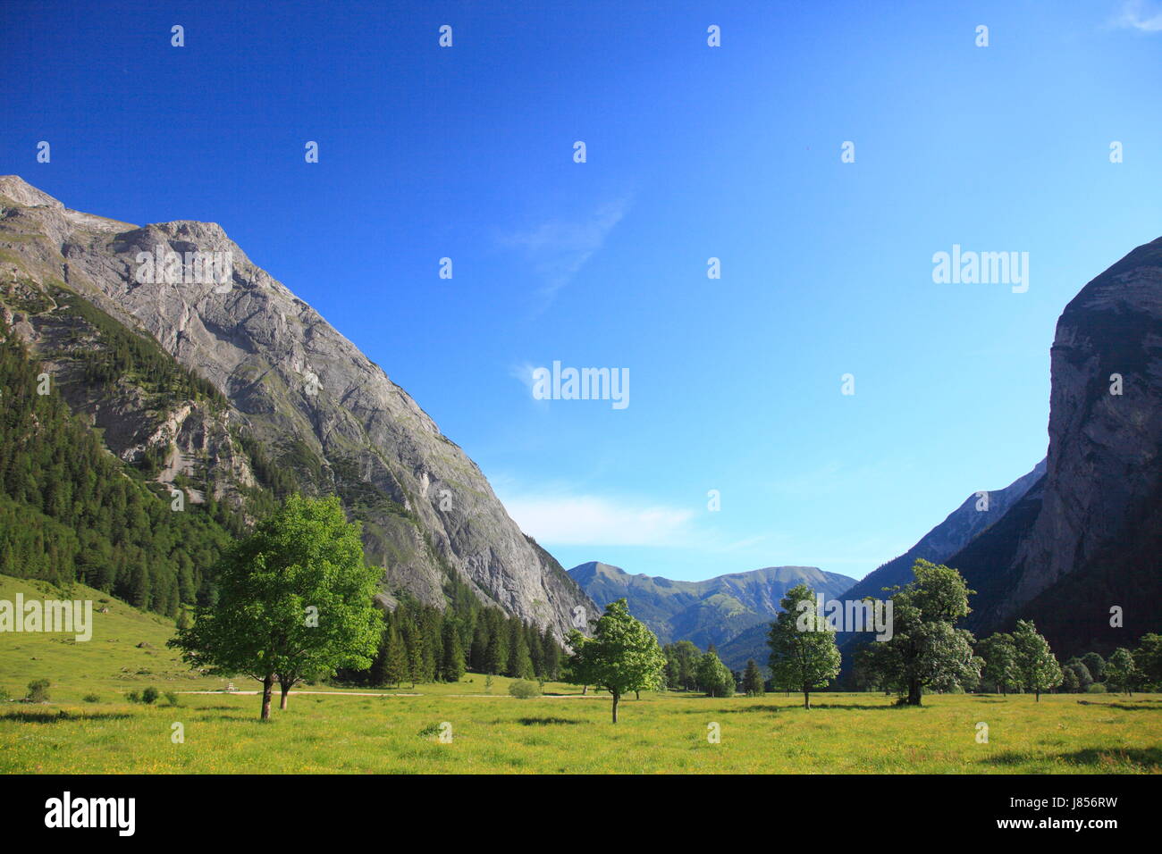 Baum Bäume Urlaub Urlaub Urlaub Urlaub Tirol Landschaft Landschaft Natur Stockfoto