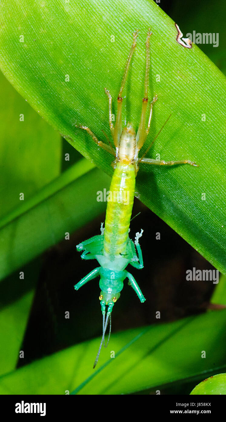 Cricket, Mauser, New-South.Wales, New South Wales, Australien - 1 Sequenz von 3 Stockfoto