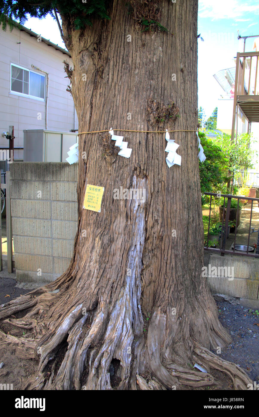 Erhaltene alte japanische Ulme Bäume des Toyokashima-Jinja Shinto-Schrein in Higashiyamato Stadt Tokio Japan Stockfoto
