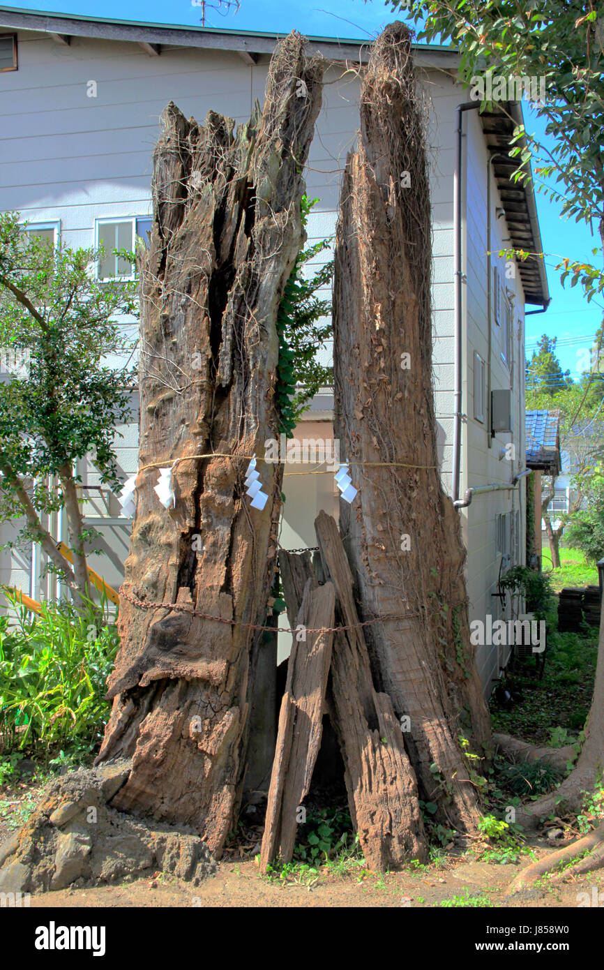Erhaltene alte japanische Ulme Bäume des Toyokashima-Jinja Shinto-Schrein in Higashiyamato Stadt Tokio Japan Stockfoto