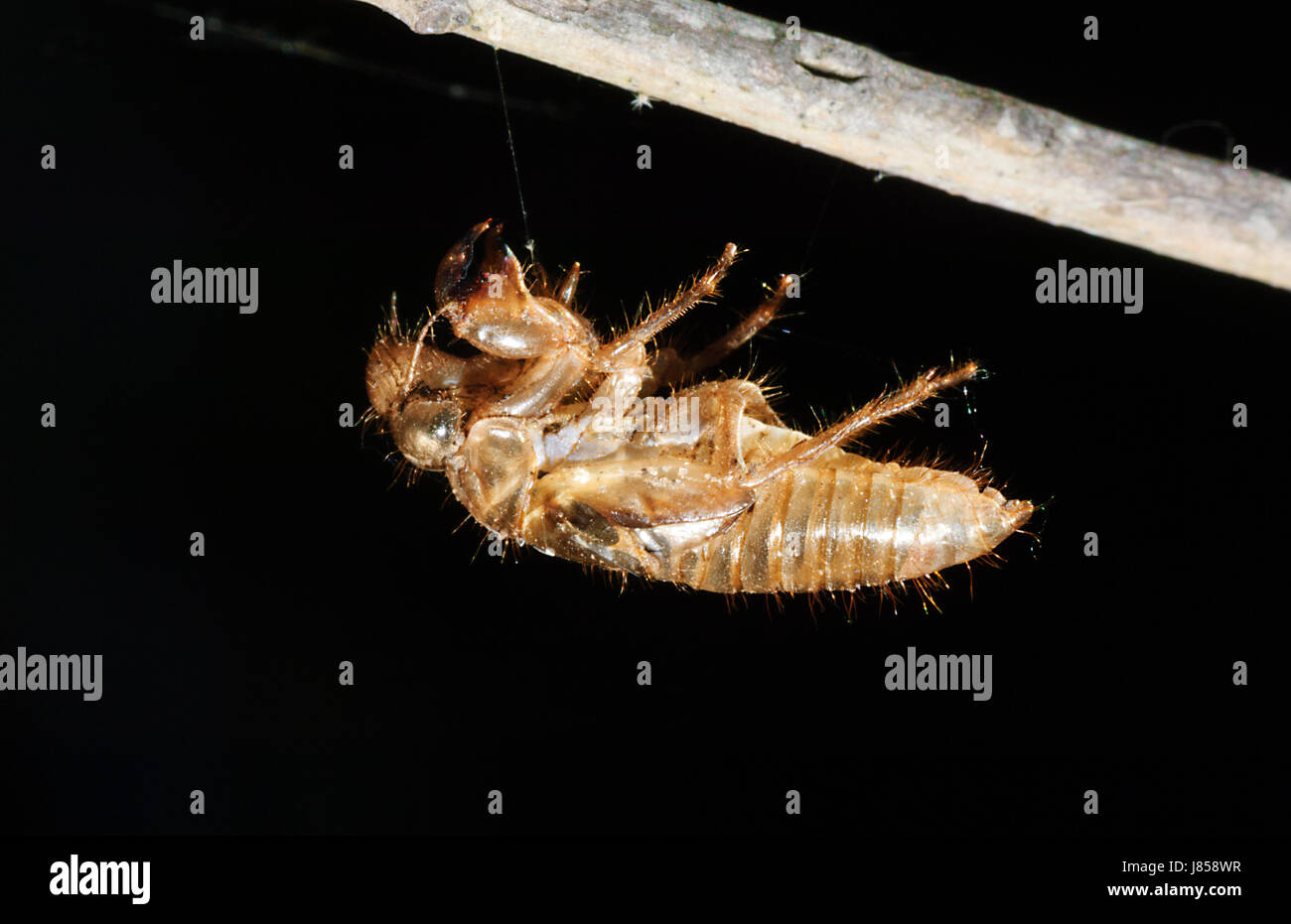 Leerer Koffer oder Exoskelett von einer schraffierten Zikade, New-South.Wales, NSW, Australien Stockfoto