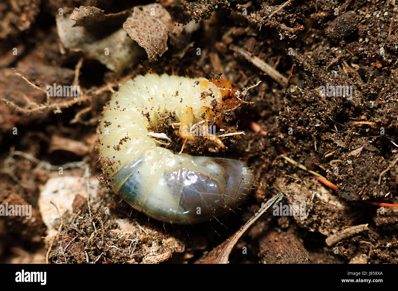 Afrikanische schwarze Käferlarve (Heteronychus Arator) ernährt sich von Pflanzenwurzeln und ist ein Garten Schädling, New-South.Wales, NSW, Australien Stockfoto