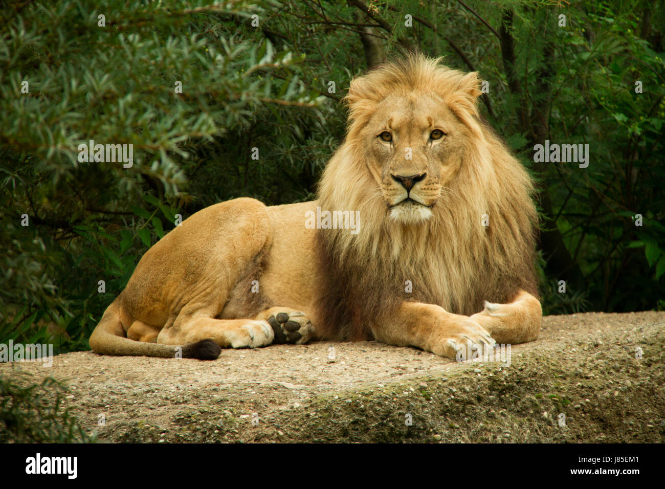 Afrika Löwe Katze Raubkatze Raubkatze Raubtier Safari Mähne Kaiser König Stockfoto