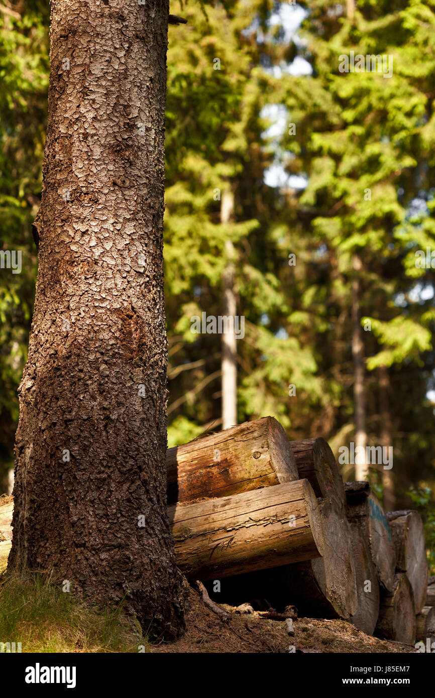 Thüringen ökologische fossilen Brennholz Wald Natur Baum Bäume grün Holz Holz Stockfoto