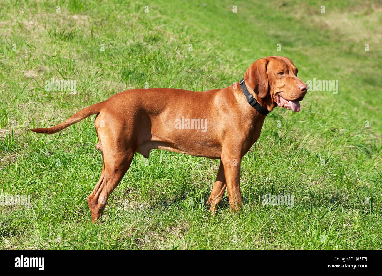 Tiere Jäger Hund Lebensraum Ungarn Natur in der Nähe schöne beauteously  schön Stockfotografie - Alamy