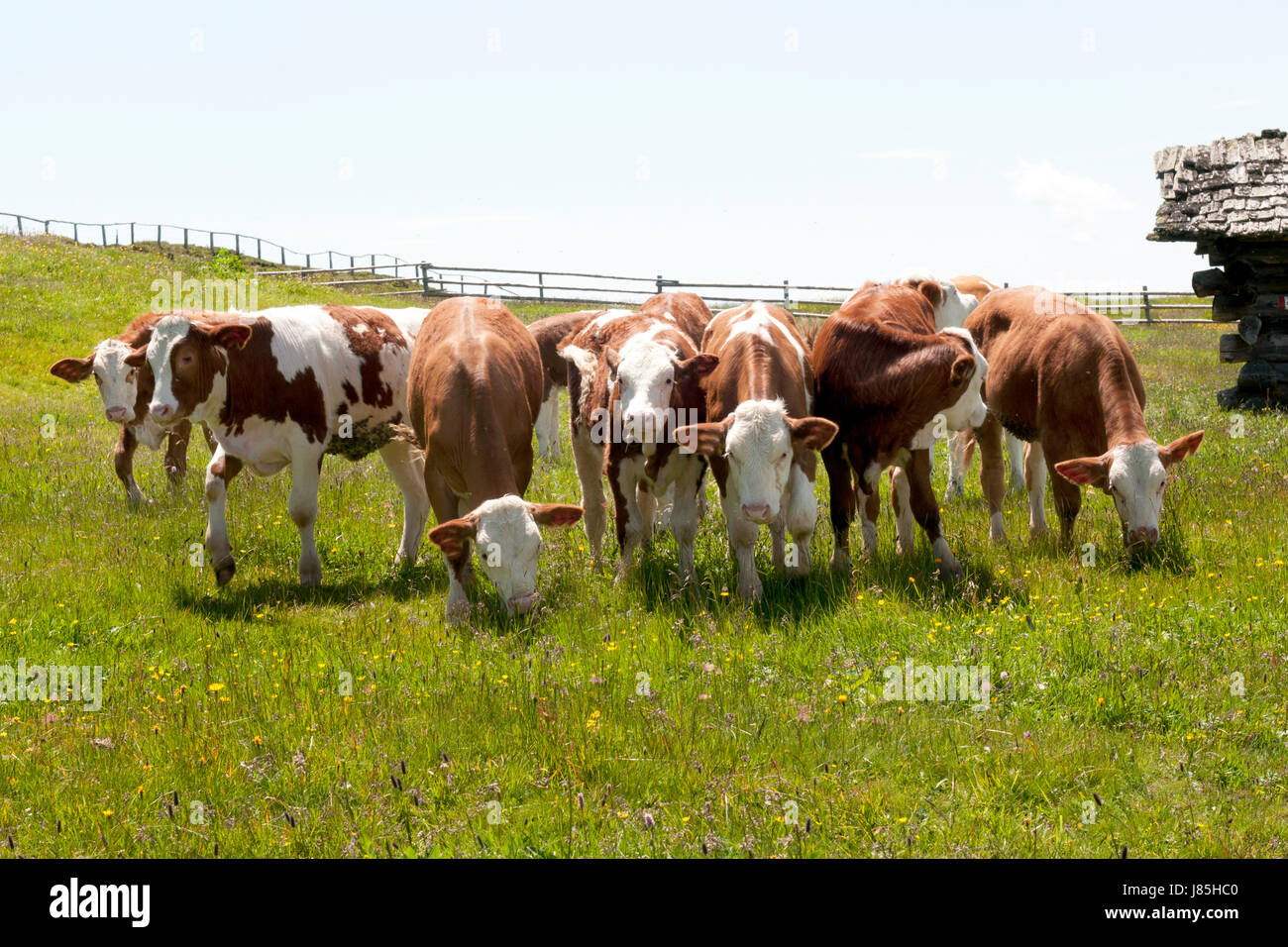 Tiere wandern Wandern Wanderung Alp Süd Tirol Kuh bovine Resort Sommerlandschaft Stockfoto